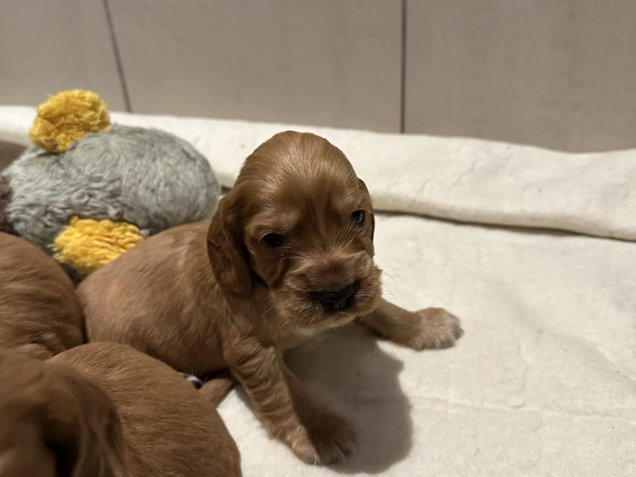 Billede 7 - Cocker spaniel 