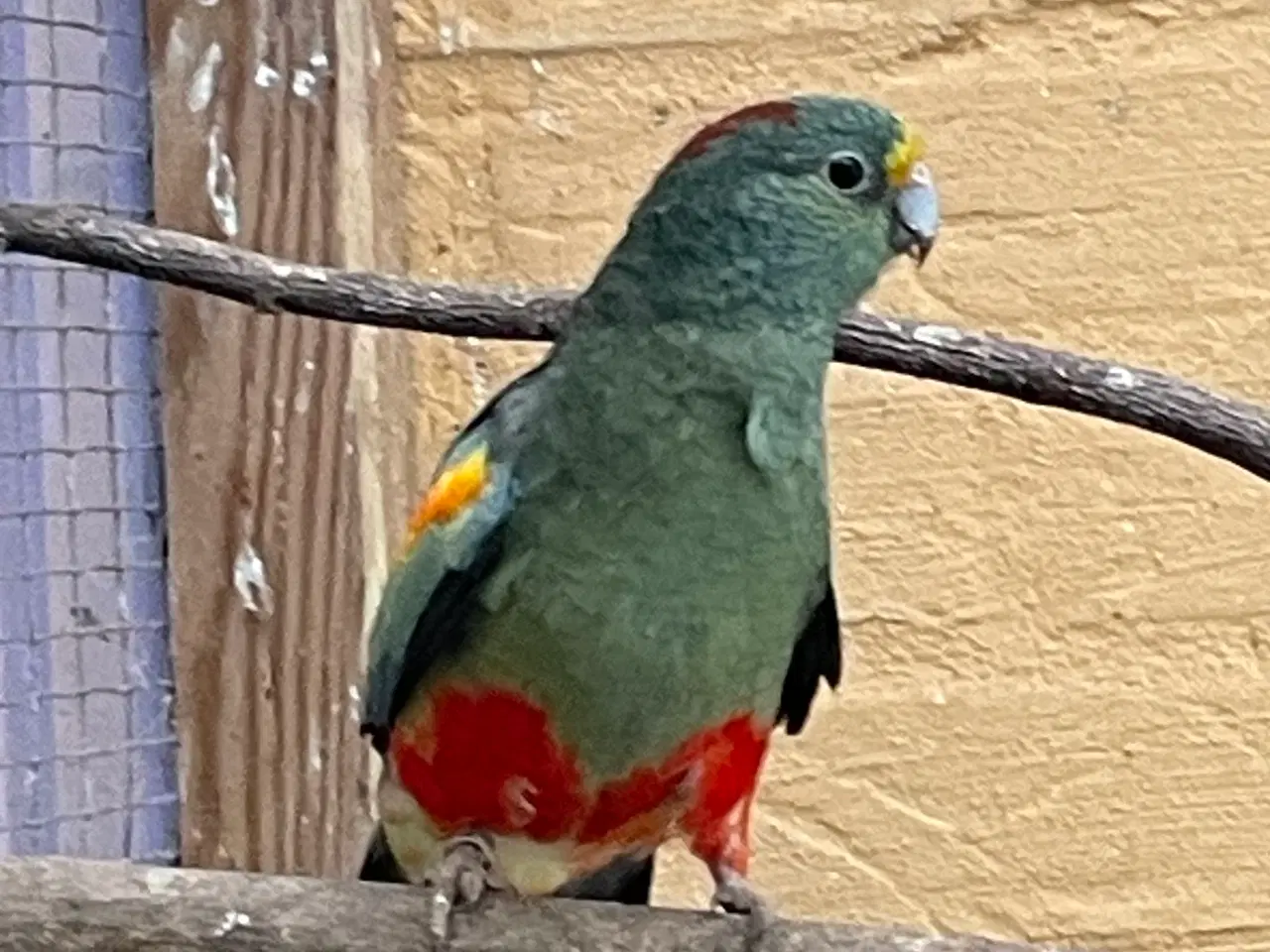 Billede 4 - Mangefarvede i grågrøn mutation 