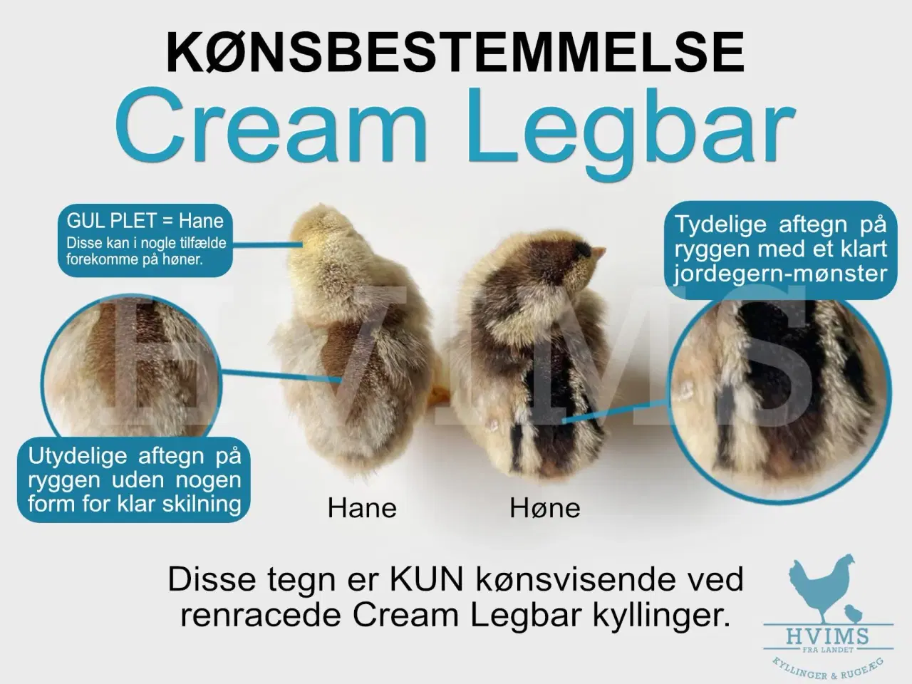 Billede 11 - Bestil DAGGAMLE kyllinger, rene racer & blandinger