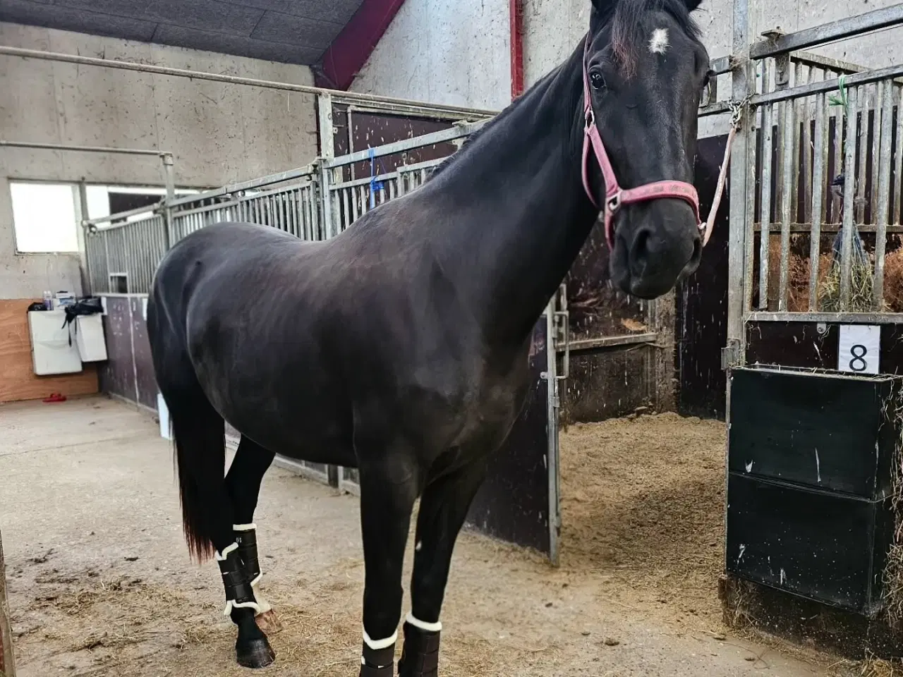 Billede 5 - Hoppe efter Elmer Hornbæk 