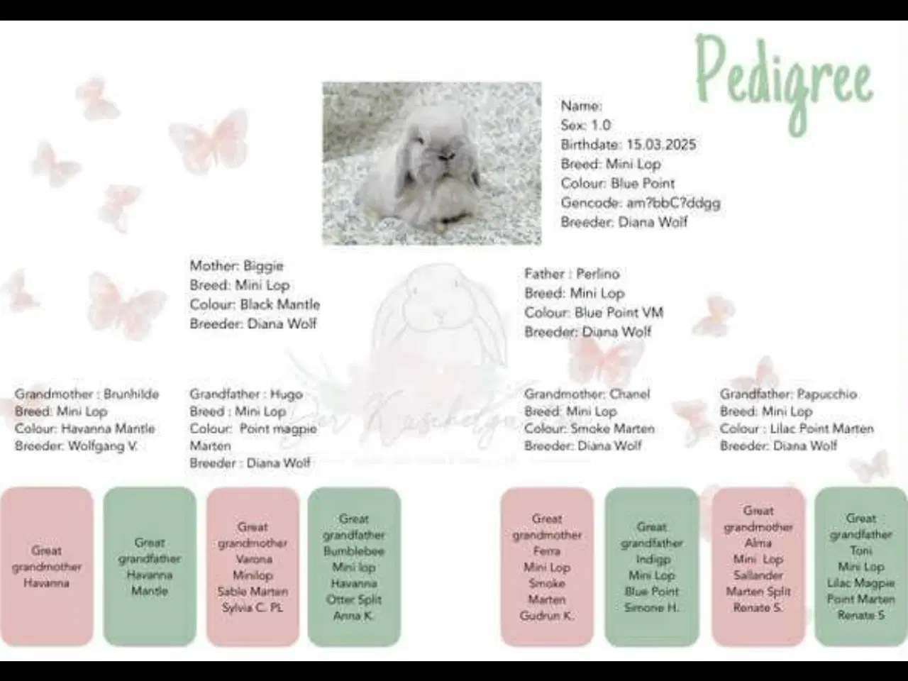 Billede 5 - Avlshan minilop