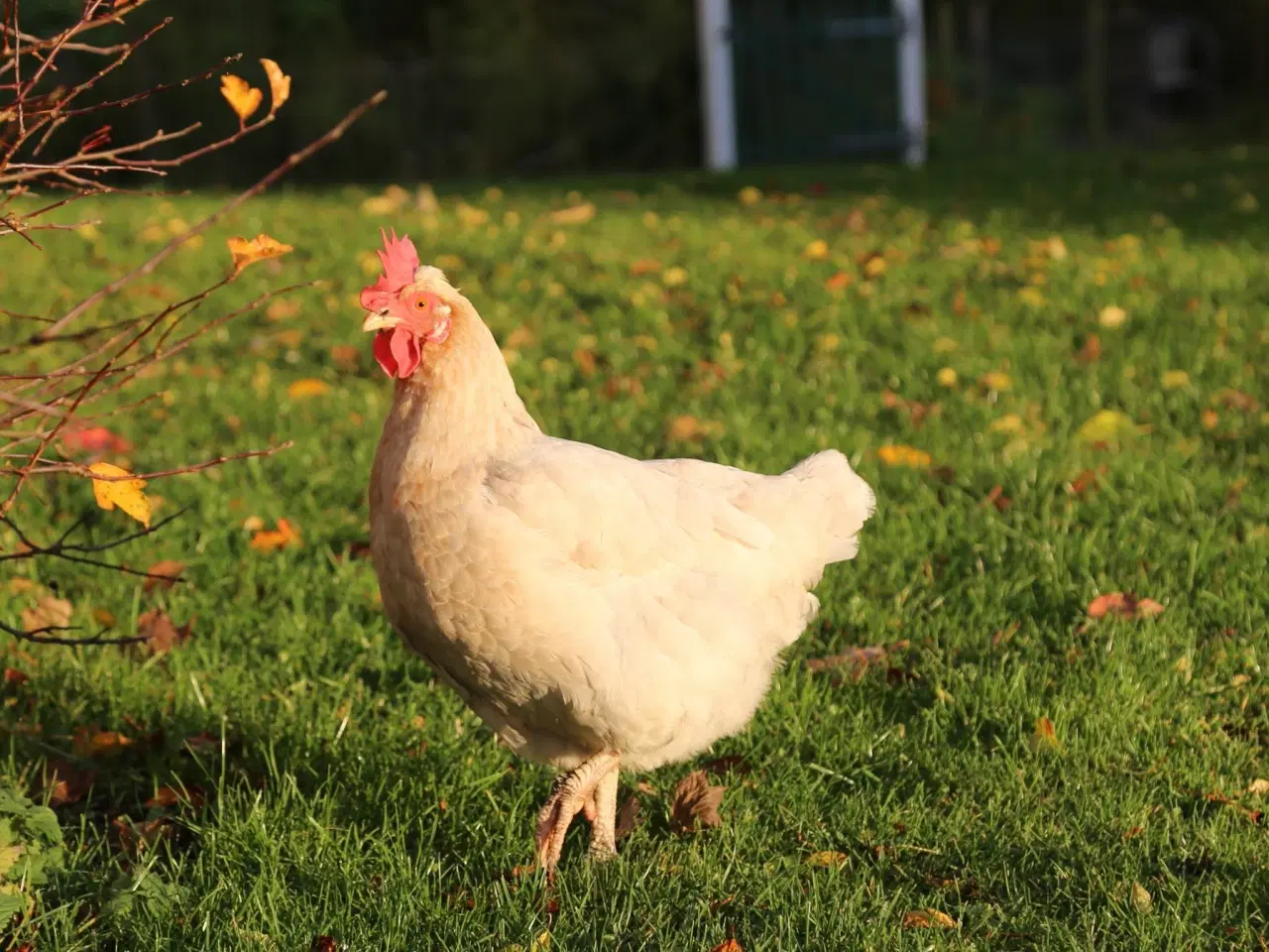 Billede 4 - Dejlig hønseflok, primært Australorps,mv