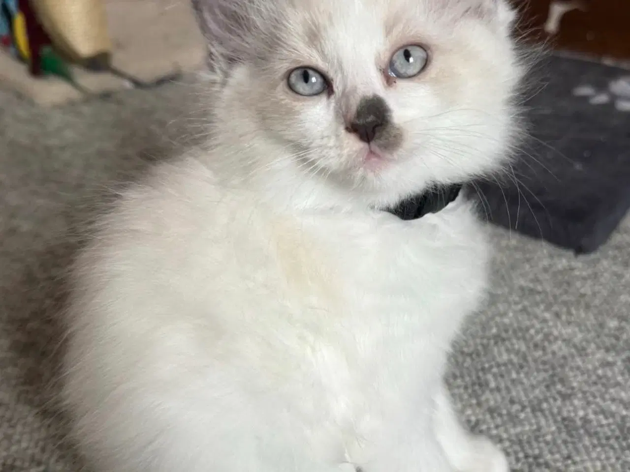 Billede 5 - Ragdoll hankillinger sælges 