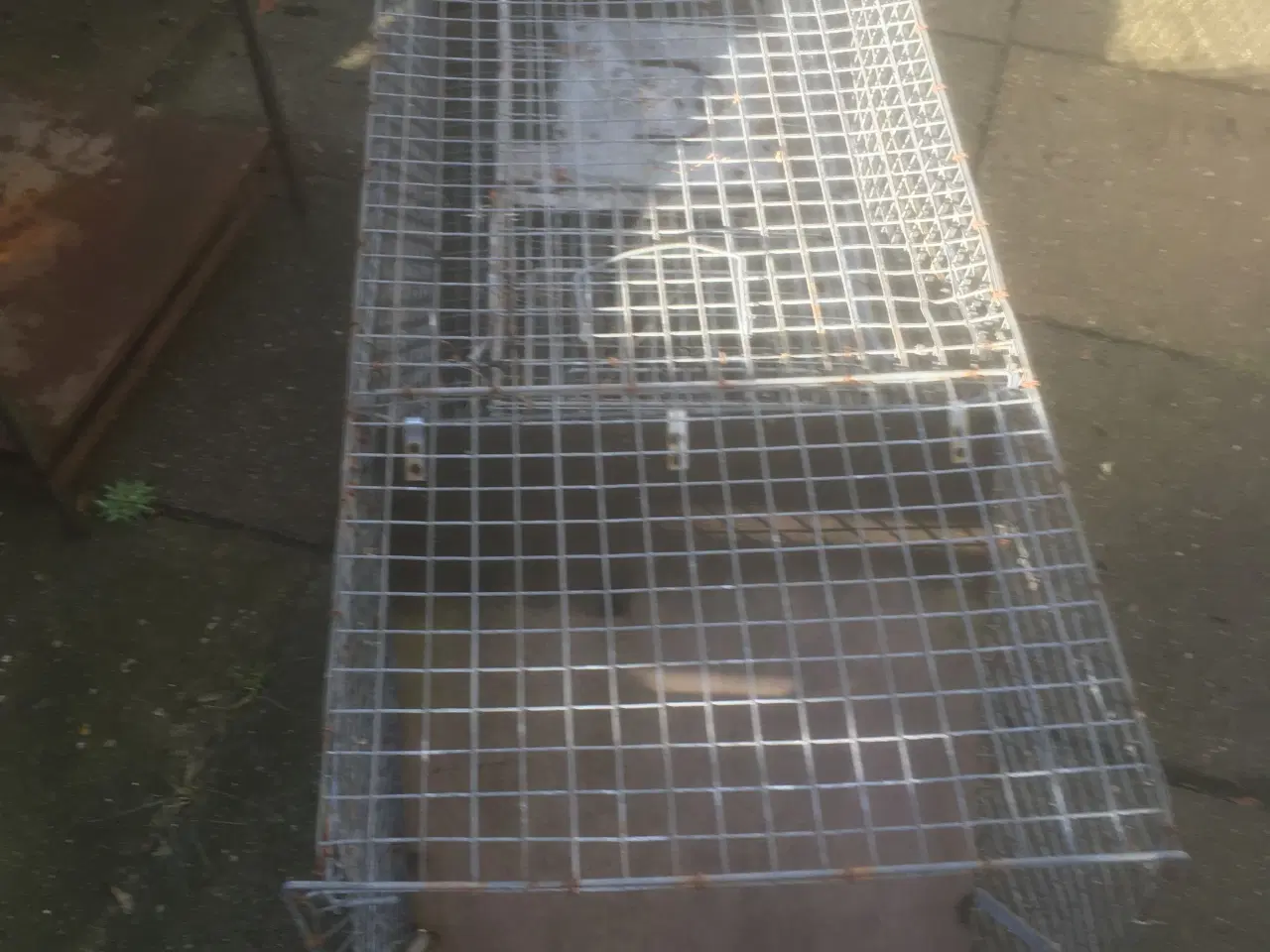 Billede 1 - Ræve/+mår fælder