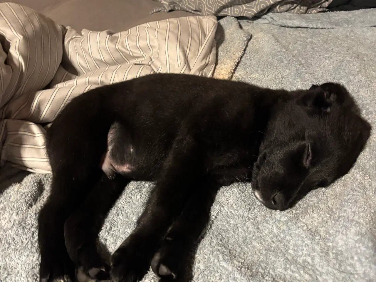 Billede 1 - Hvalp søger nyt hjem🖤