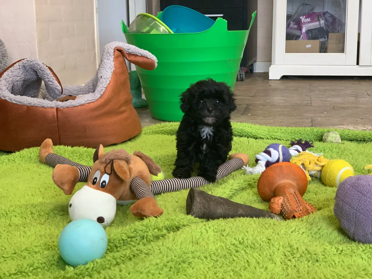 Billede 18 - Mini Maltipoo babyer 