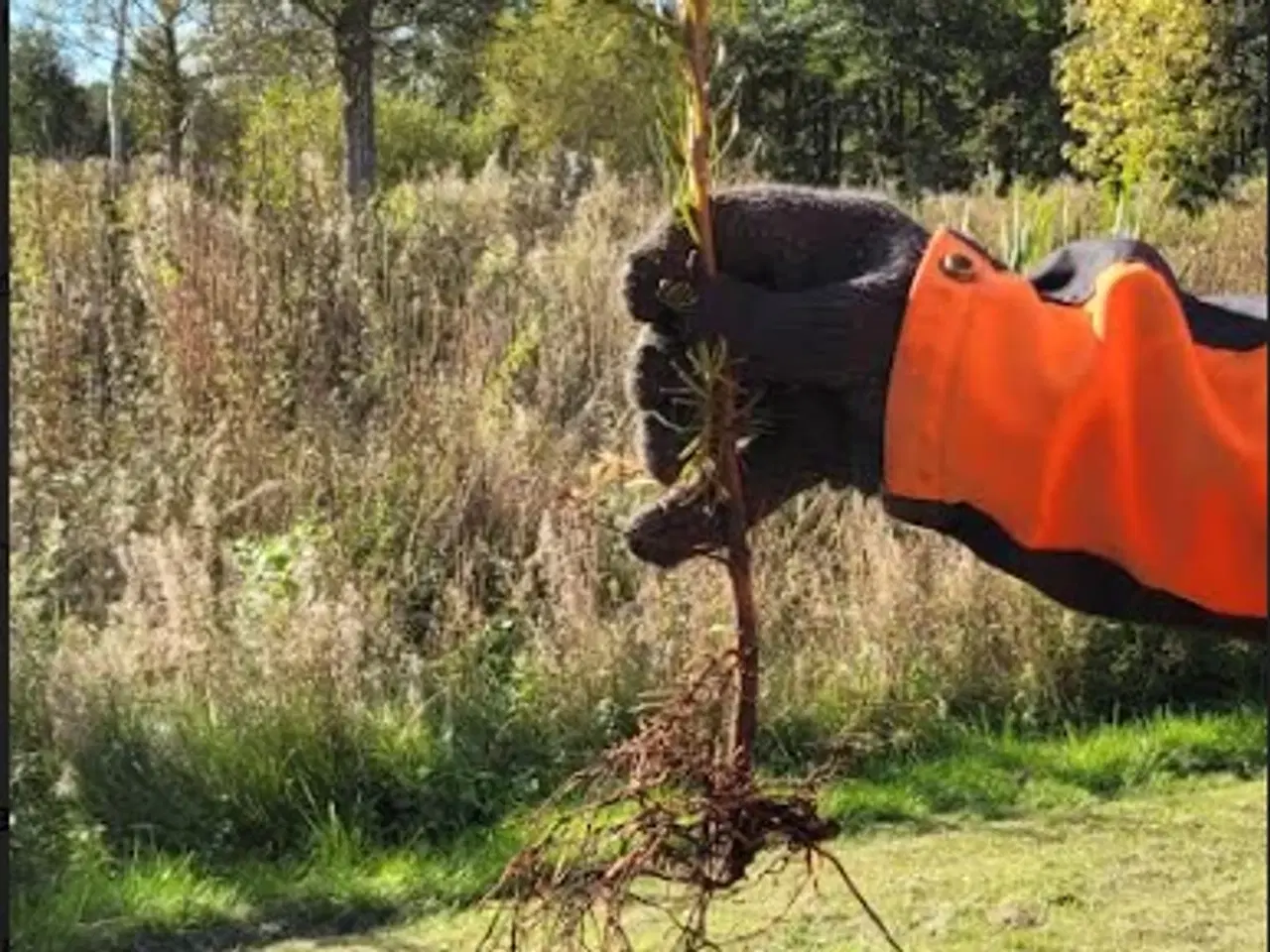 Billede 2 - Nordmannsgraner og andre planter.