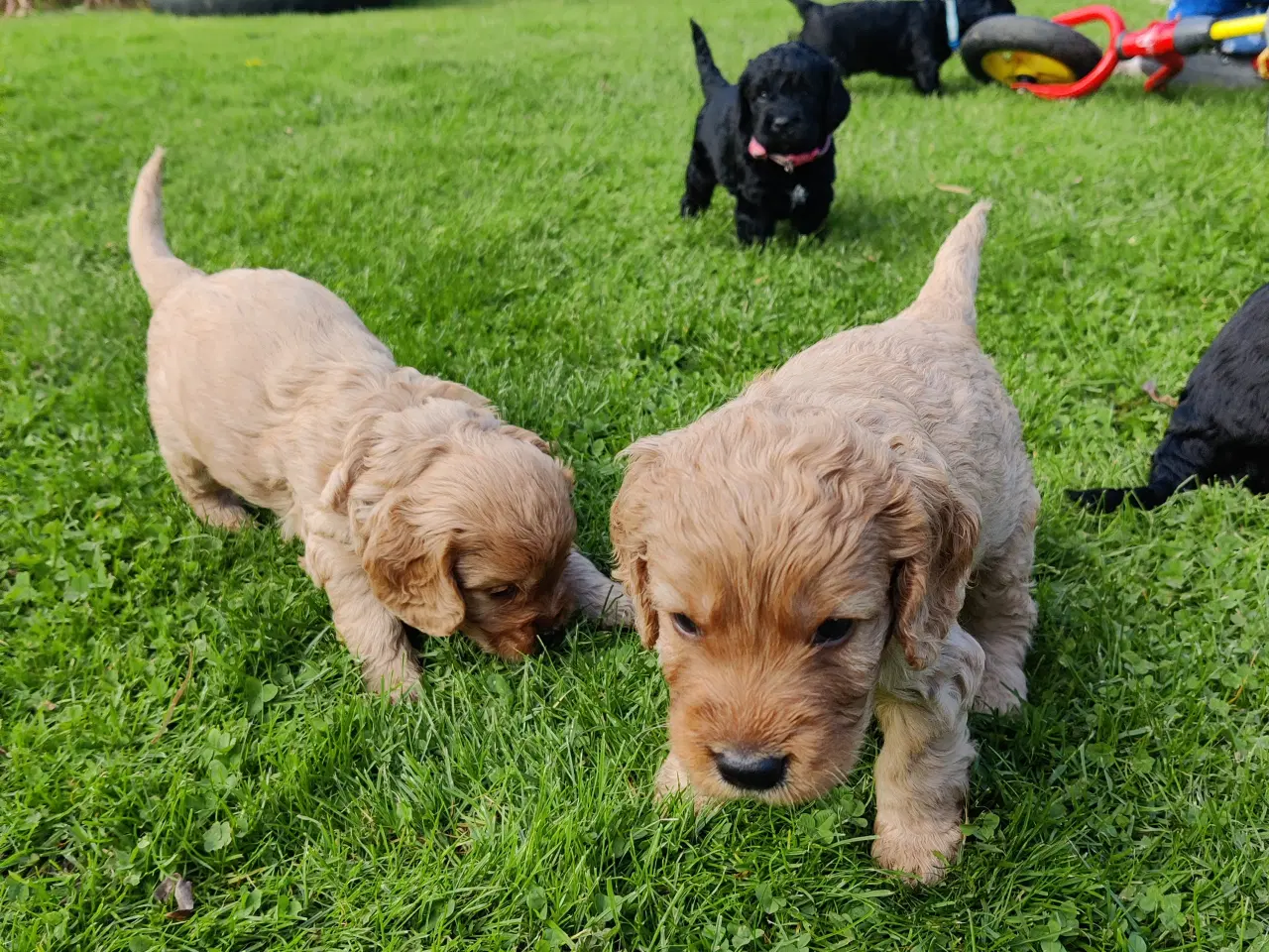 Billede 6 - Cockapoo hvalpe F1
