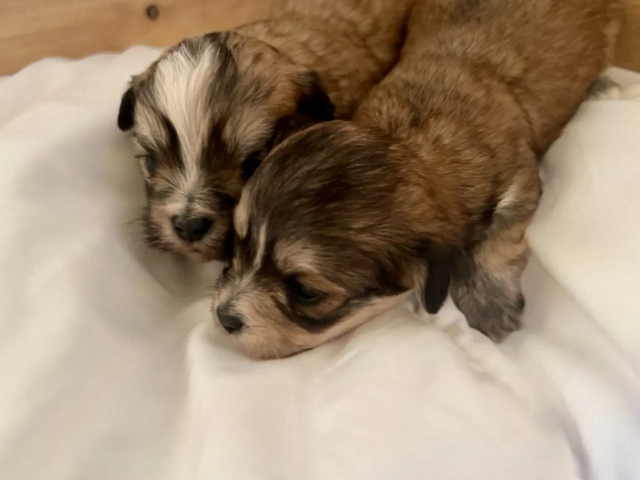 Billede 16 - Små allergivenlige og ikke fældende hundehvalpe