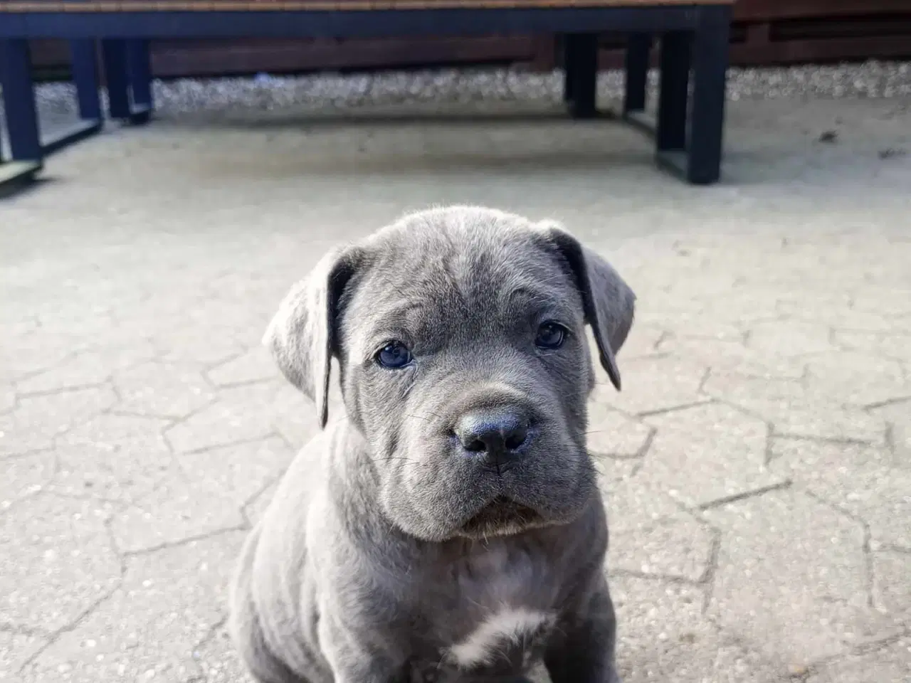 Billede 12 - Cane Corso Italiano hvalp 