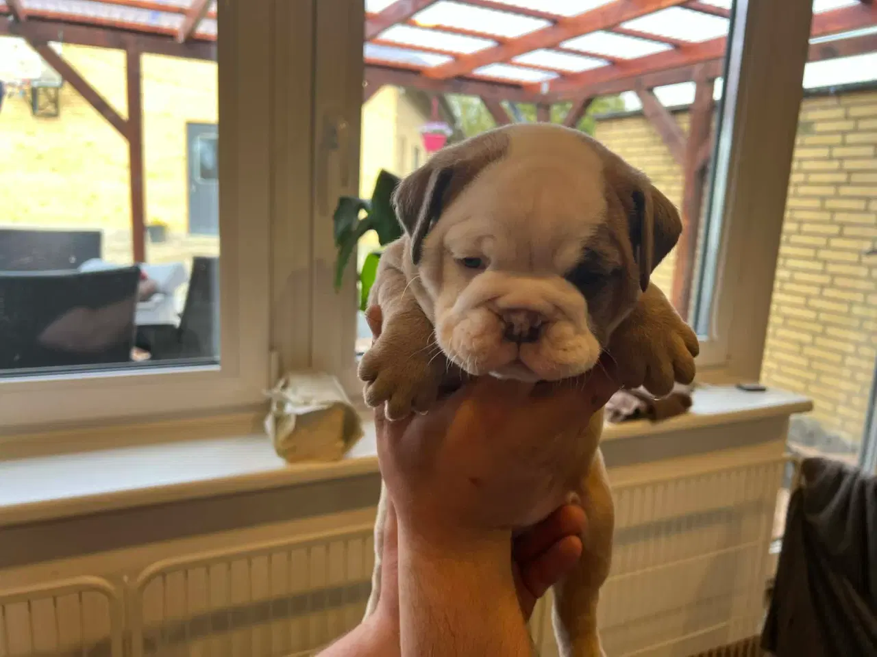 Billede 3 - Old english bulldog