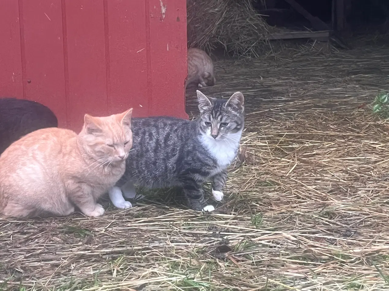 Billede 2 - Killinger søger gode hjem.