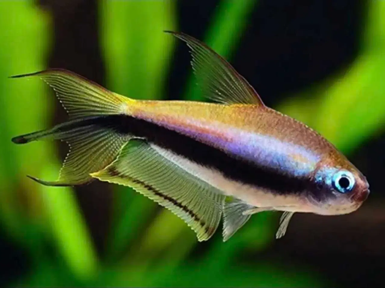 Billede 6 - Lidt blandet maller 