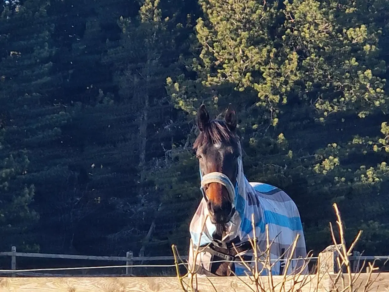 Billede 1 - Skovsturs Hest Varmblods Traver, Vallak 9 år