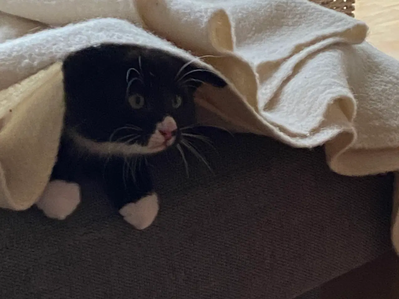 Billede 6 - Skønne killinger 1/2 norsk skovkat