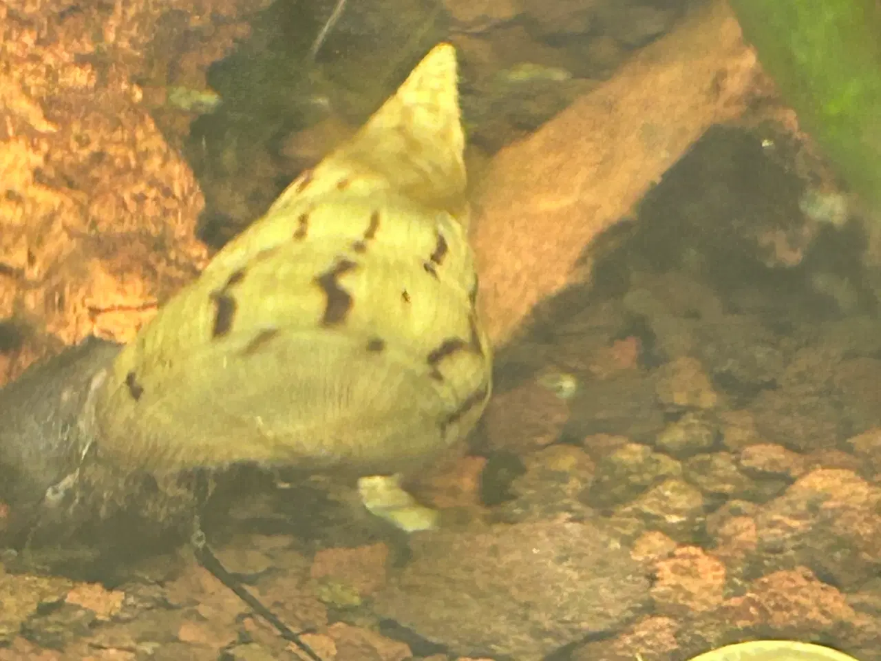 Billede 4 - 🐌 Malaysisk tårnsnegl – 2-5 cm | Afhentning/GLS