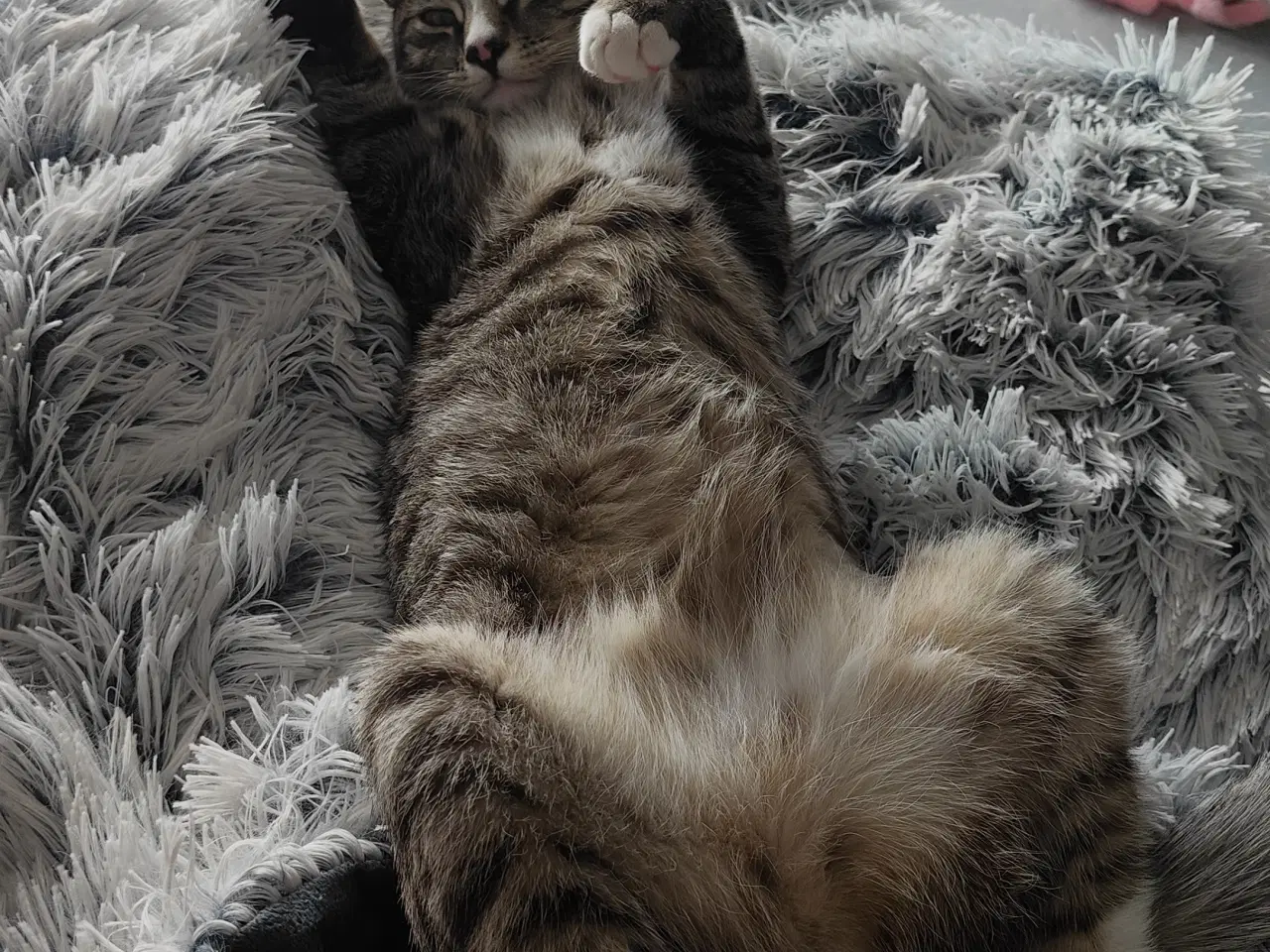 Billede 4 - Søde Pinky søger nyt og trygt hjem