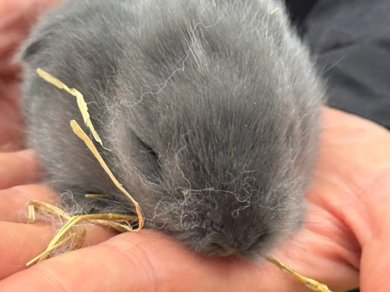 Billede 3 - Løvehoved unger