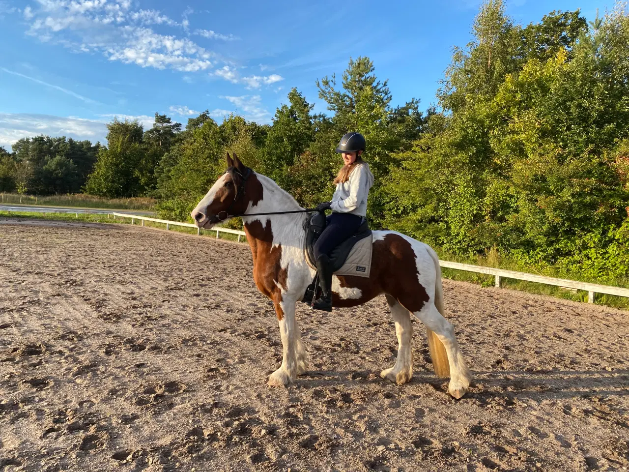 Billede 1 - Irish cob hoppe