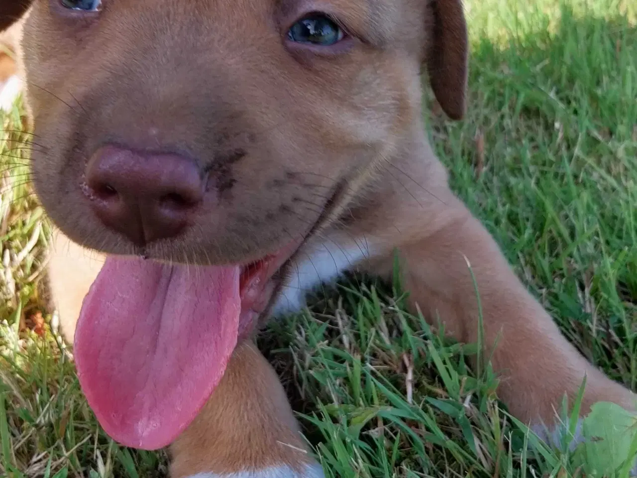 Billede 2 - Labrador/boxer
