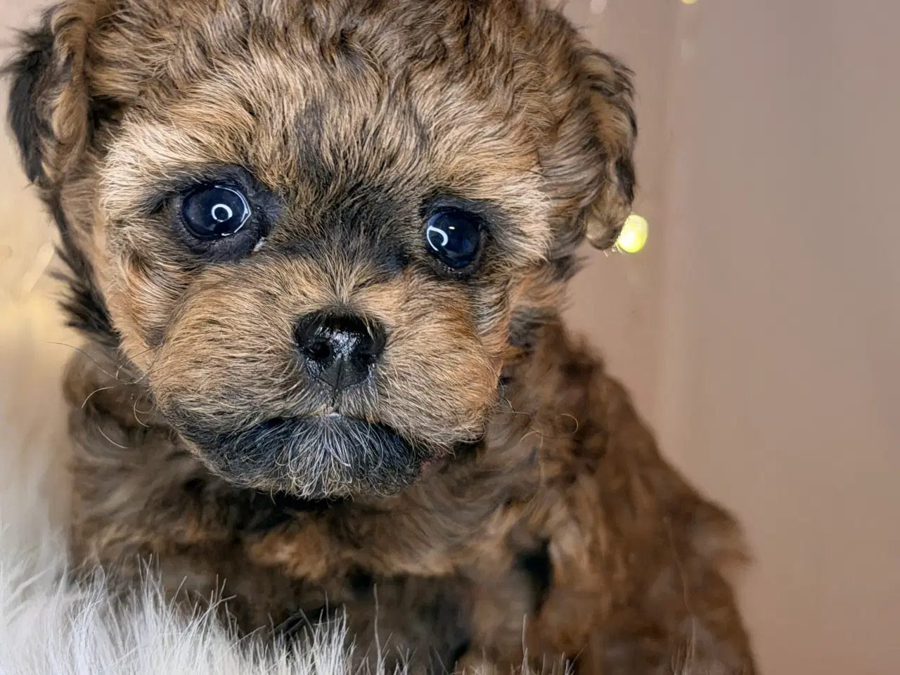 Billede 5 - Pomapoo F1B