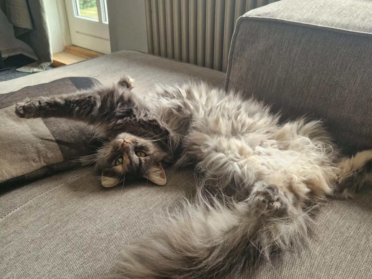 Billede 3 - Maine Coon blanding 