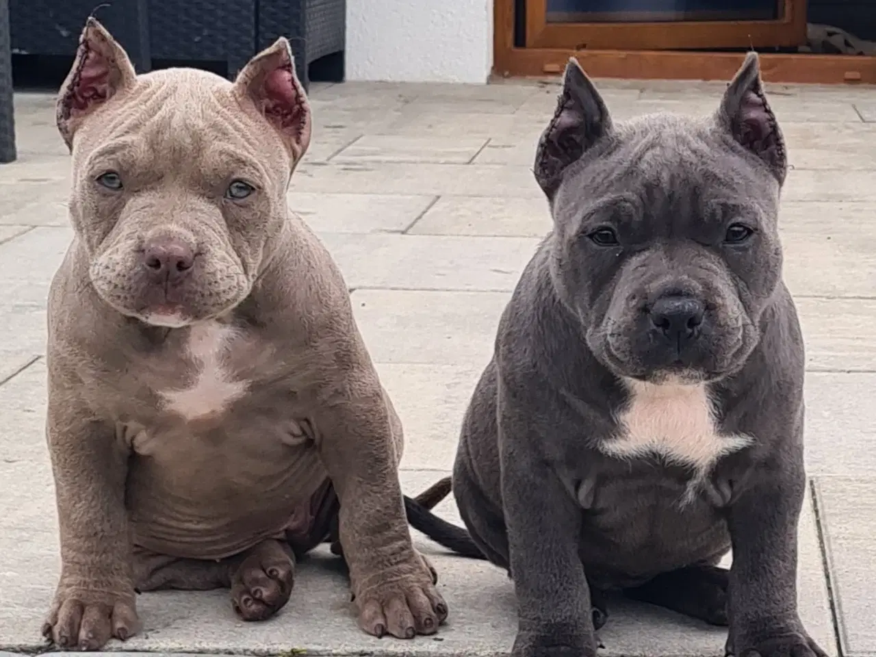 Billede 4 - American bully pocket 