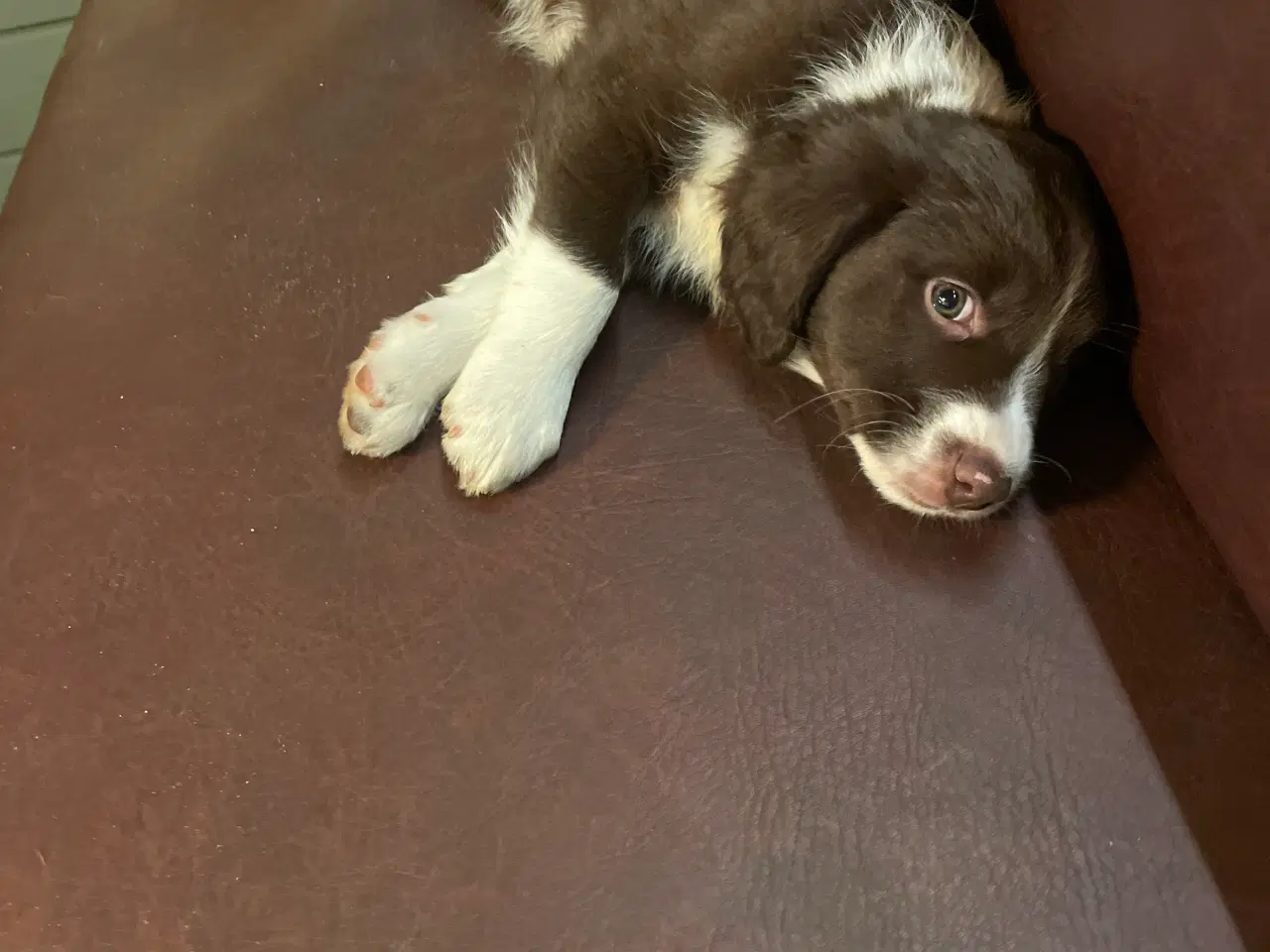 Billede 4 - Springer spaniel