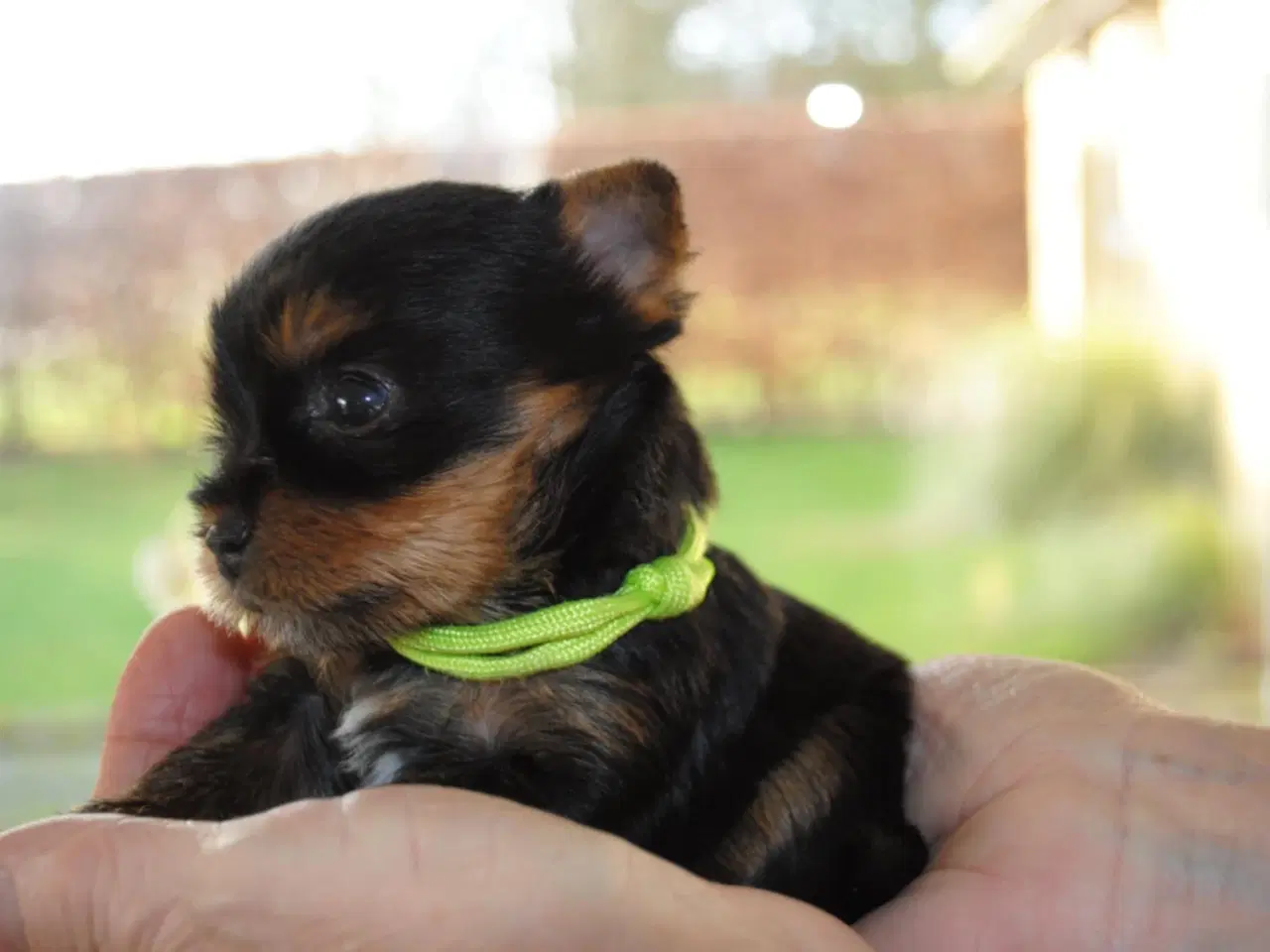 Billede 1 - Yorkshire Terrier hvalpe.