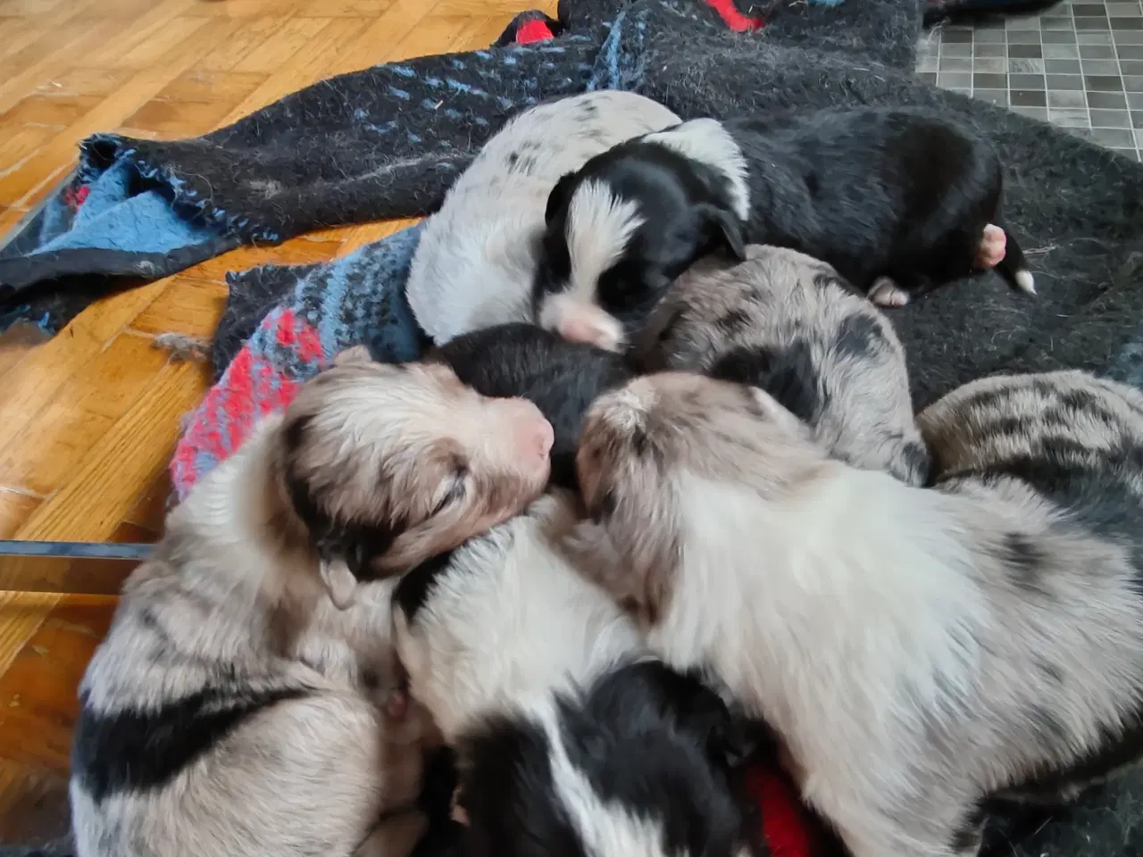 Billede 1 - Sødeste Border collie hvalpe