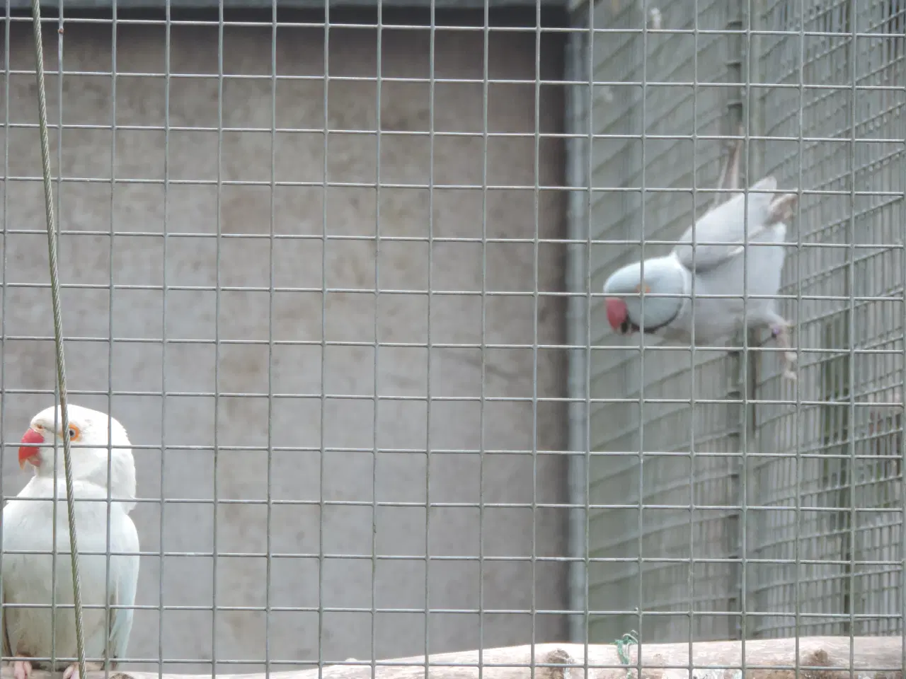 Billede 6 - Ophør med fugle - billig