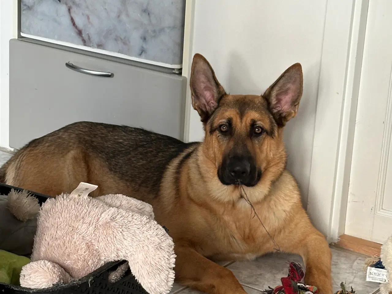 Billede 1 - Schæfer/Rottweiler blanding