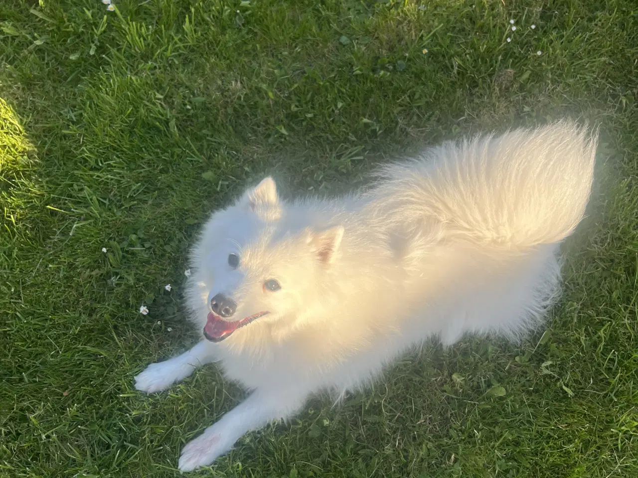 Billede 1 - Japansk han hund