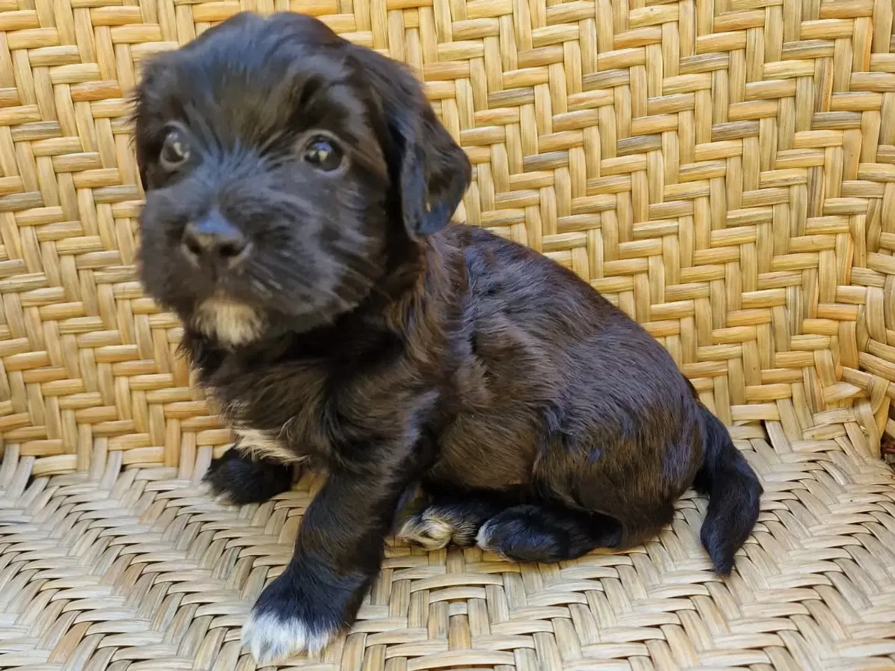 Billede 4 - Bichon Havanais hvalpe med DKK stamtavle