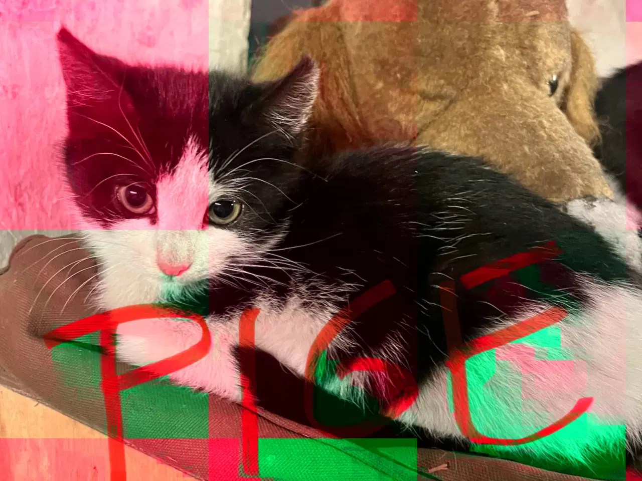 Billede 2 - Super søde killinger sælges