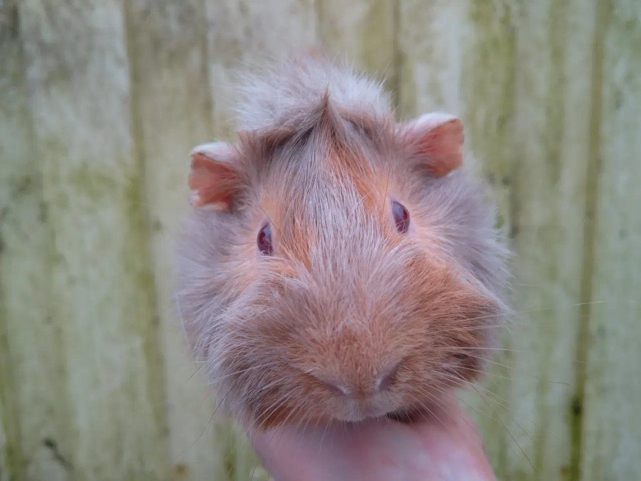 Billede 3 - 2 halvbrødre