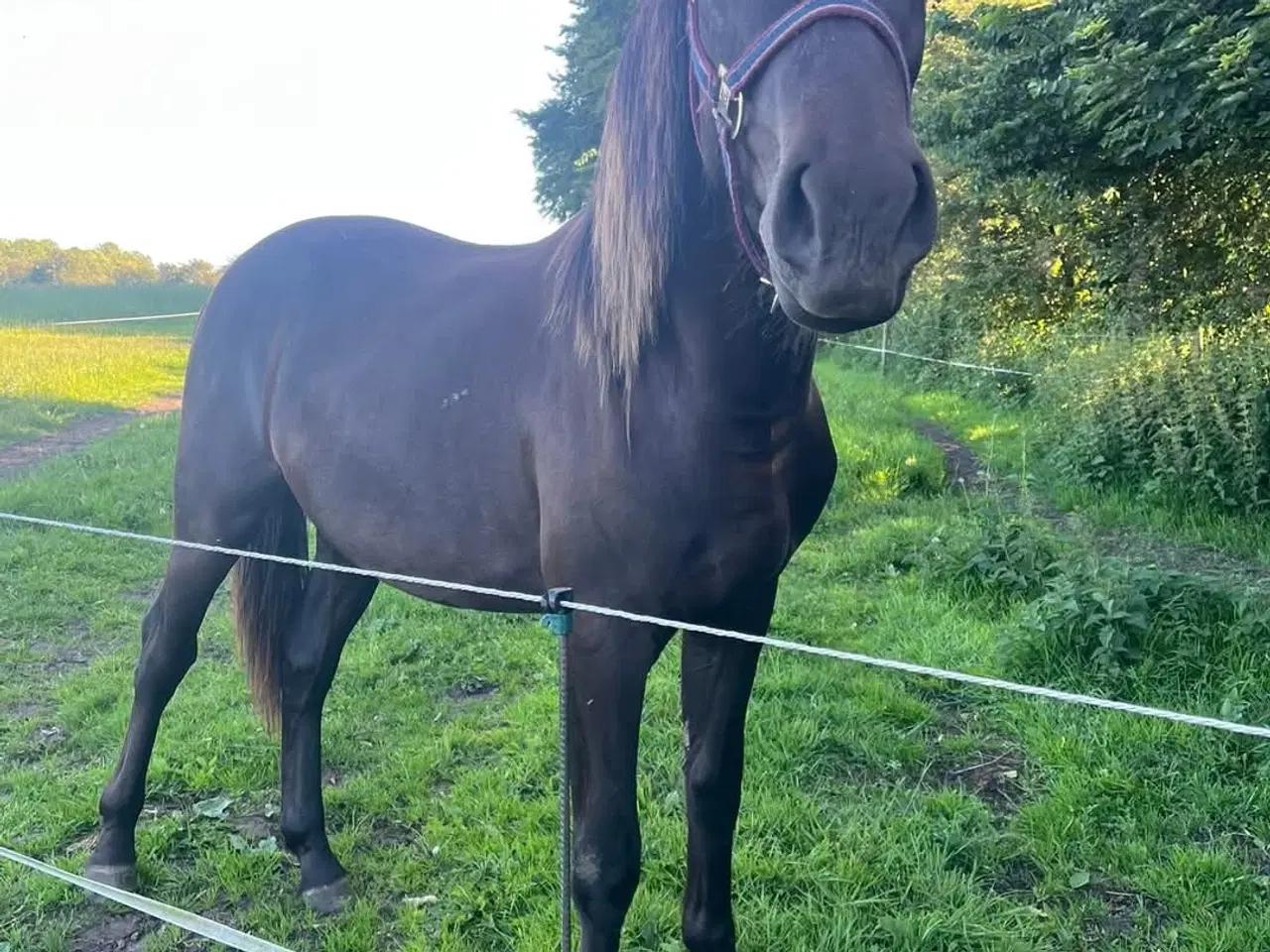 Billede 3 - Oldenborg blanding 