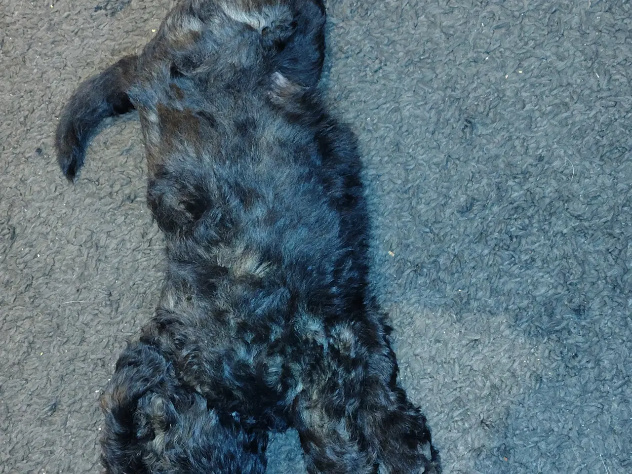 Billede 7 - Dejlige bamser 