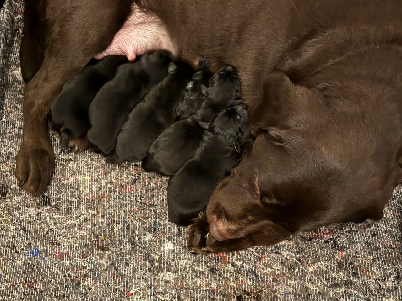 Billede 2 - Labrador hvalpe