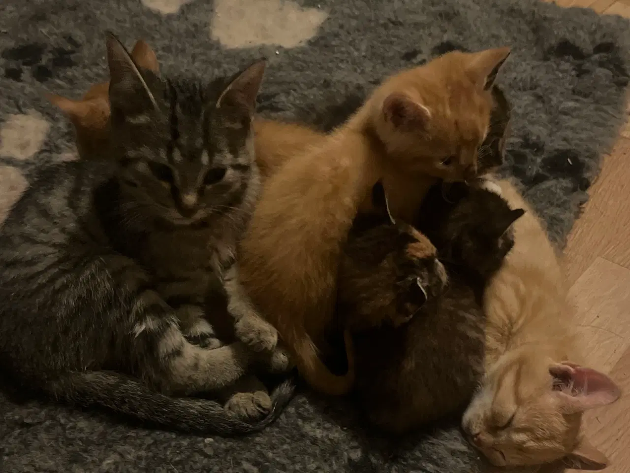 Billede 11 - 2 kuld , Indendørskillinger-afdrag muligt