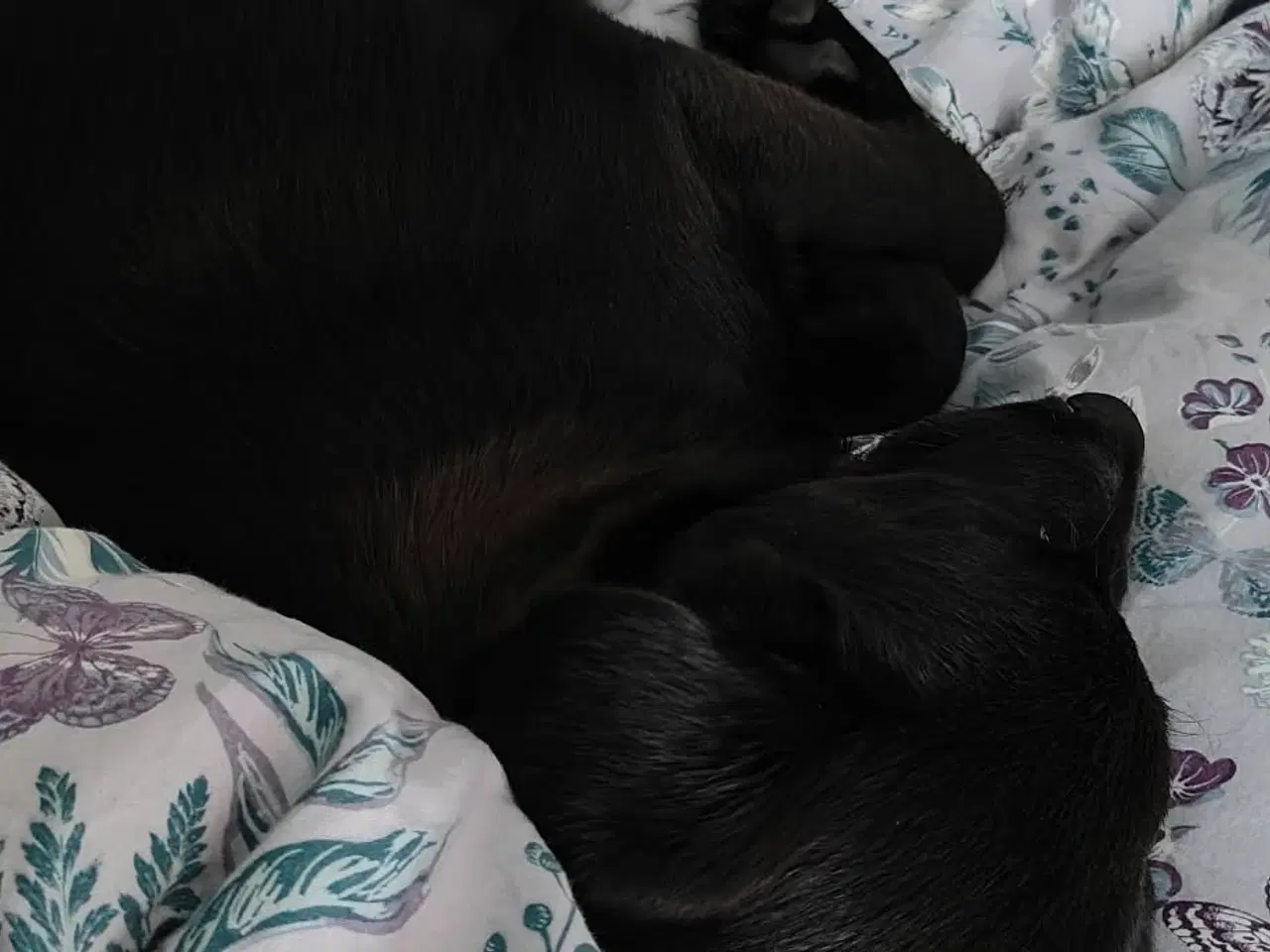 Billede 14 - Skønne Atlas søger egen familie 💙