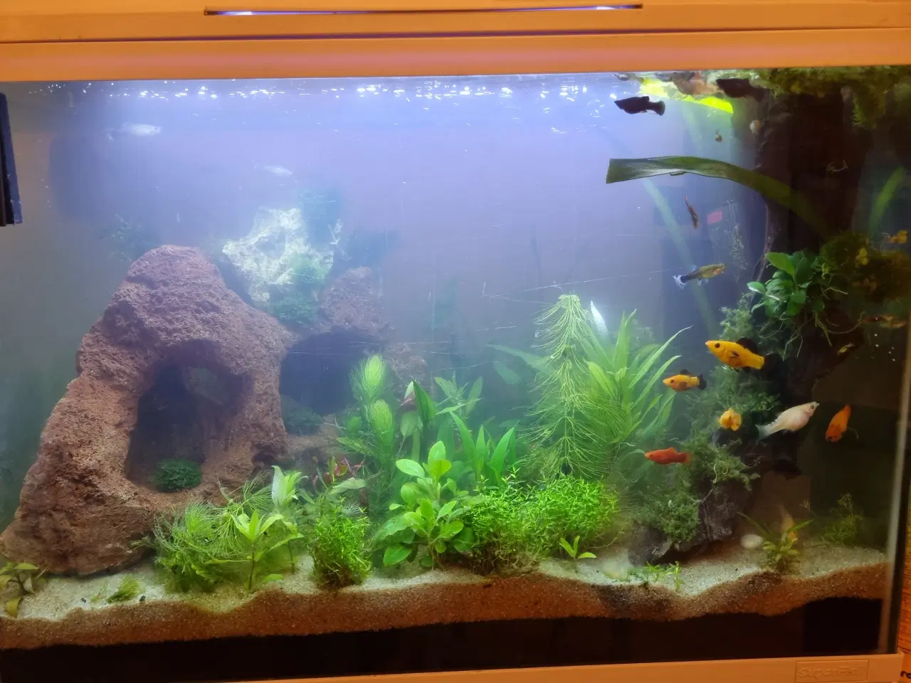 Billede 13 - Akvarium 100L SuperFish komplet setup 