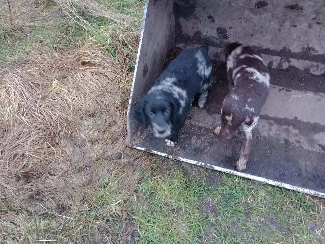 Billede 3 - Hundehvalpe vil gerne flytte hjemmefra.