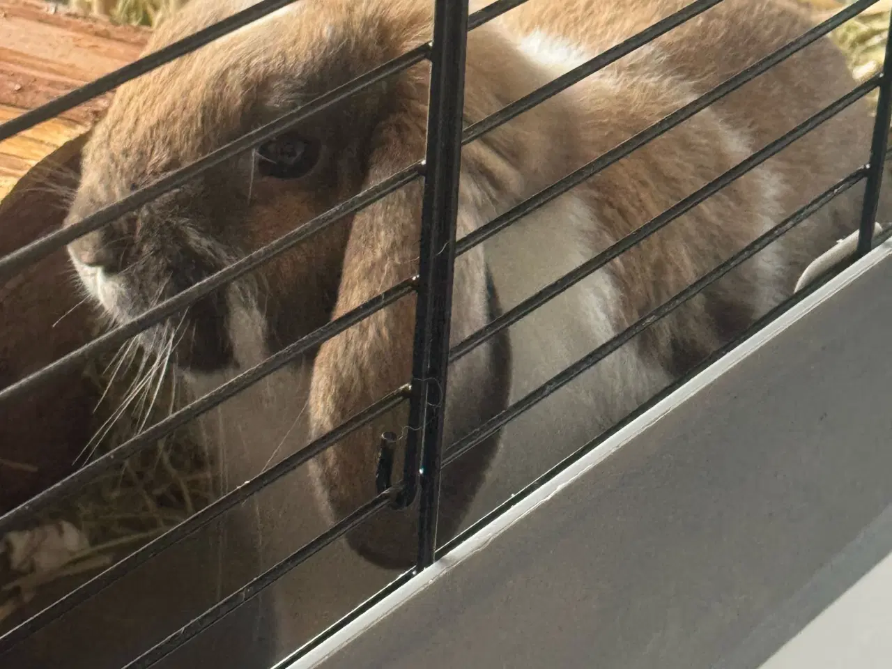 Billede 4 - Sød hankanin søger nyt hjem