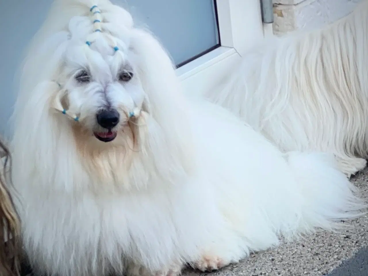 Billede 2 - Coton de Tulear med DKK stamtavle