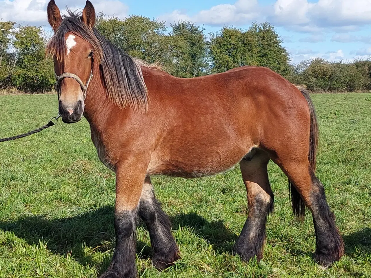 Billede 2 - 1 års hingsteplag belgier 