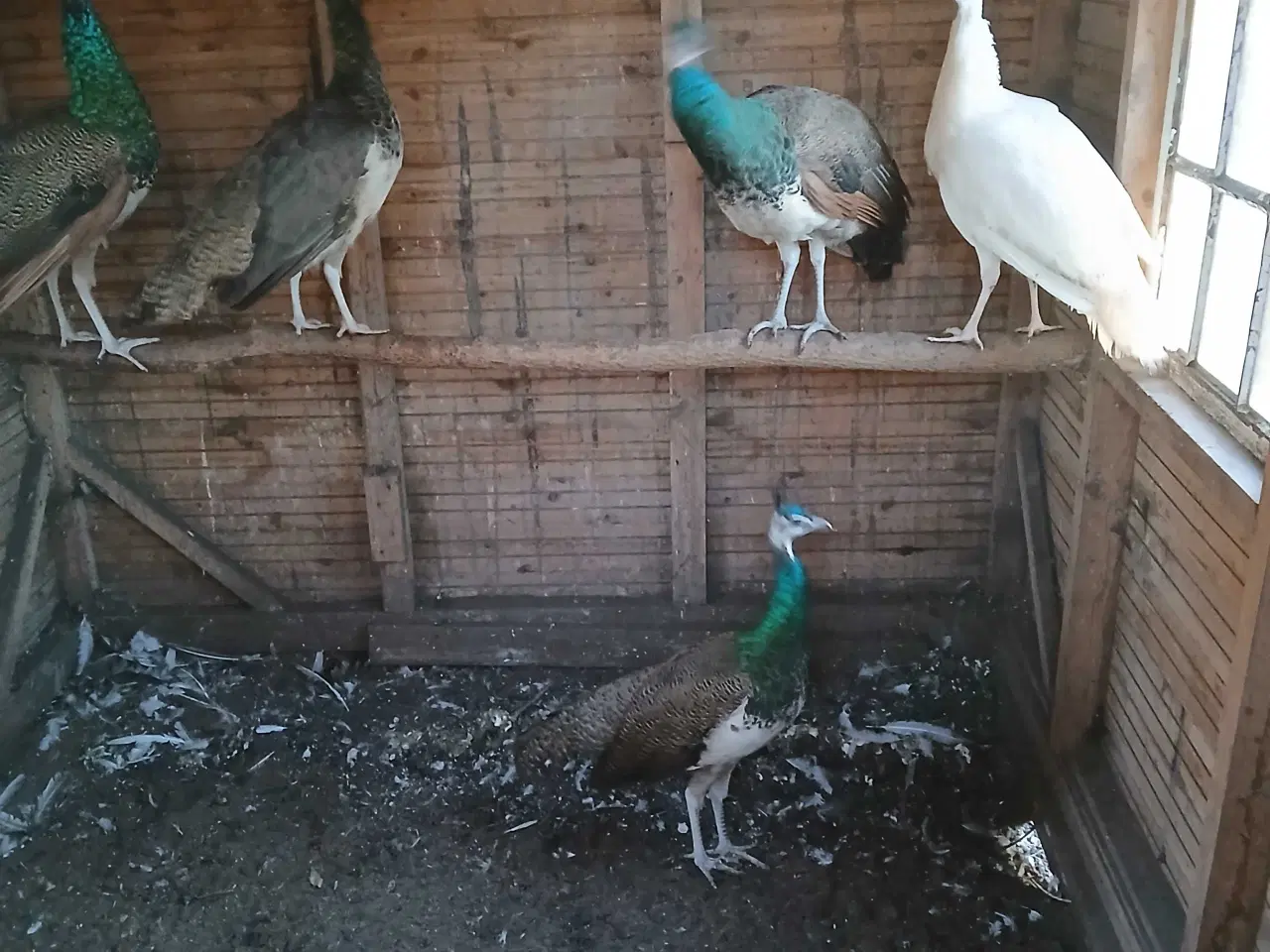 Billede 1 - Påfuglekyllinger 