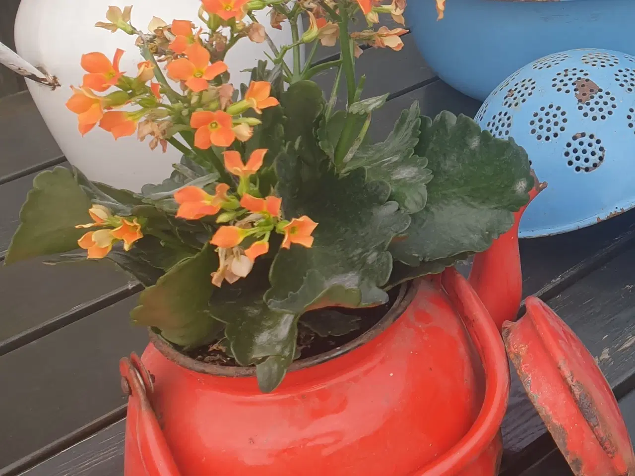 Billede 1 - Forår! Plant i disse gamle emaljerede kar, kander