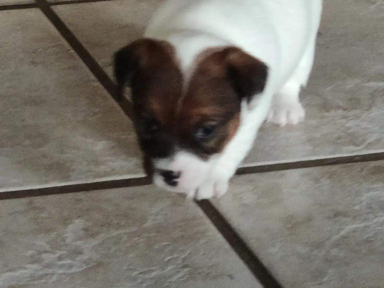 Billede 14 - Jack Russell Terrier hvalpe