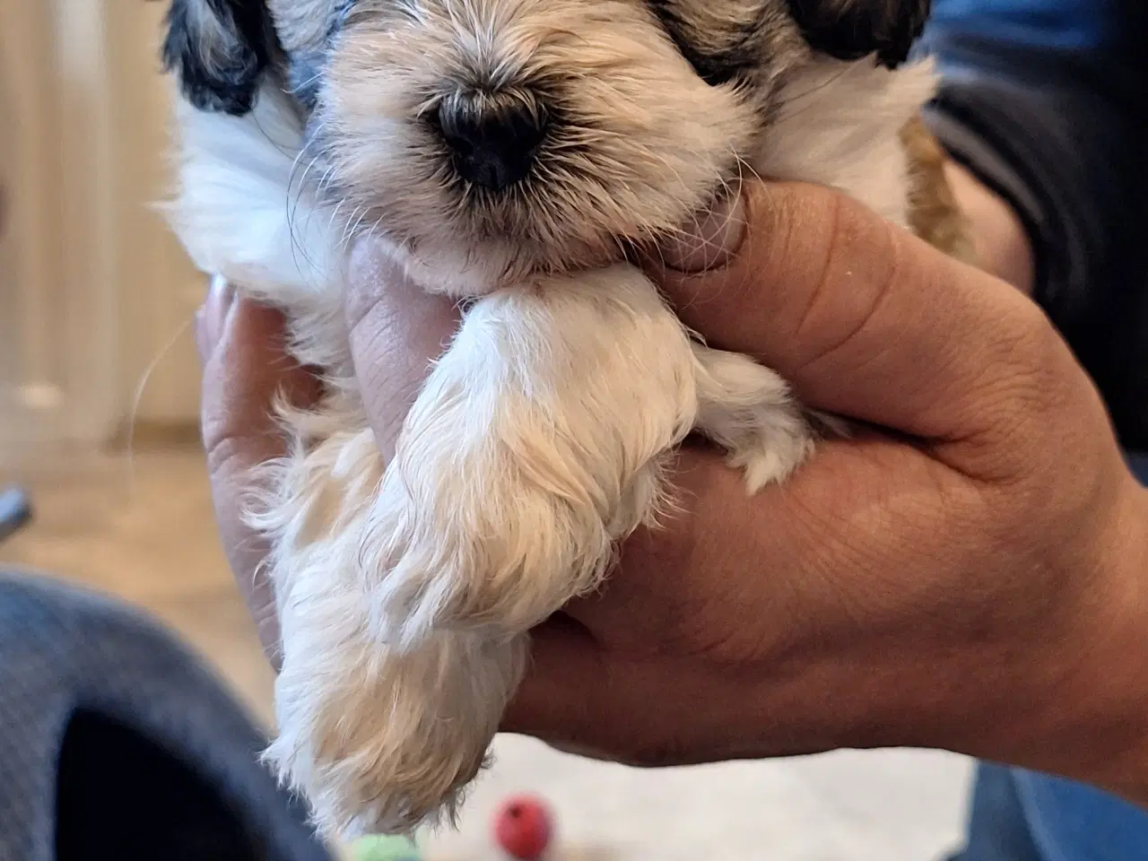 Billede 4 - shih tzu blanding allergivenlig